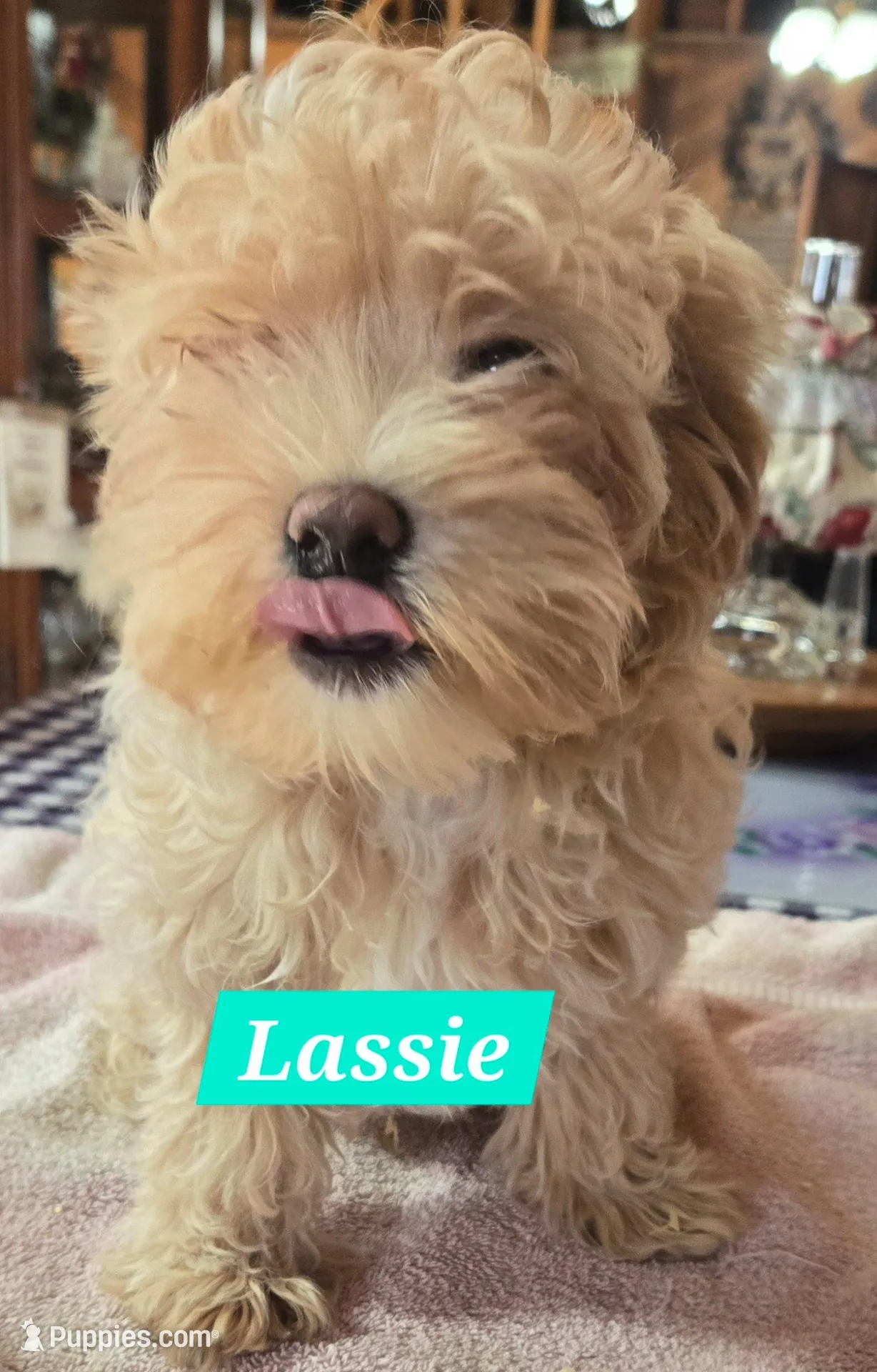 Lassie – Maltipoo puppy for sale in New Haven, IN