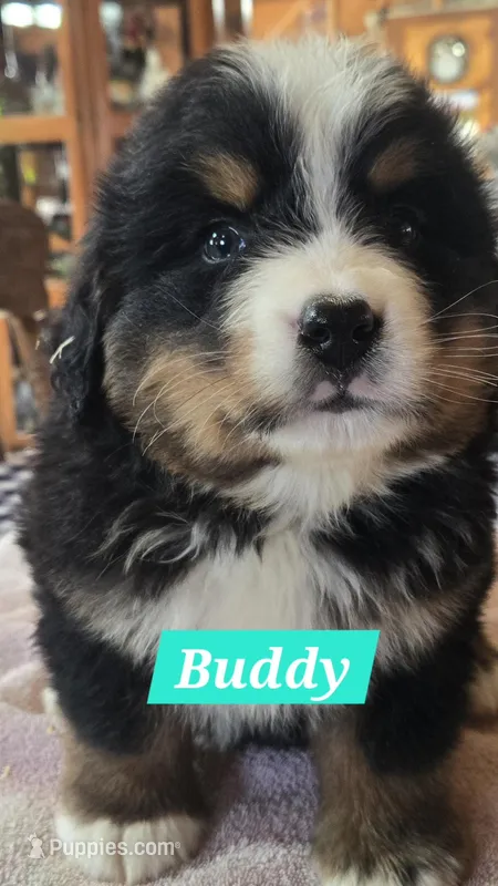 Buddy – Bernese Mountain Dog puppy for sale in New Haven, IN