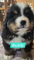 Buddy, a male Bernese Mountain Dog for sale in New Haven, IN – 2 of 2