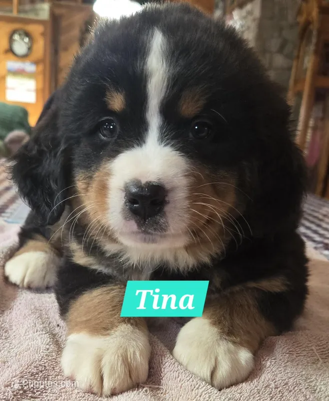 Tina – Bernese Mountain Dog puppy for sale in New Haven, IN