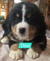 Tina, a female Bernese Mountain Dog for sale in New Haven, IN – 2 of 2