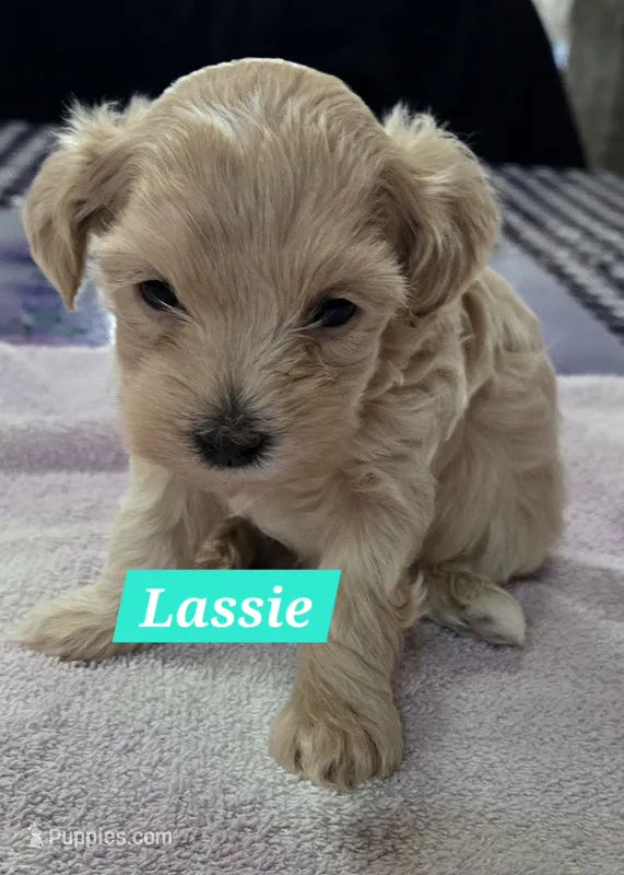 Lassie