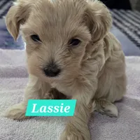 Lassie, a male Maltipoo for sale in New Haven, IN – Photo 3 of 3