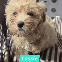 Lassie, a male Maltipoo for sale in New Haven, IN – Photo 2 of 3