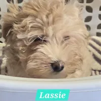 Lassie, a male Maltipoo for sale in New Haven, IN – Photo 1 of 3