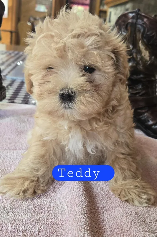 Teddy
