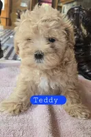 Teddy, a male Maltipoo for sale in New Haven, IN – Photo 1 of 2