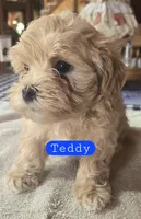 Teddy, a male Maltipoo for sale in New Haven, IN – Photo 2 of 2