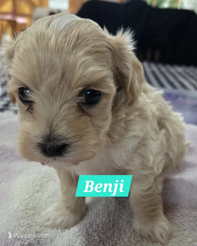 Benji