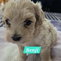 Benji, a male Maltipoo for sale in New Haven, IN – Photo 3 of 3