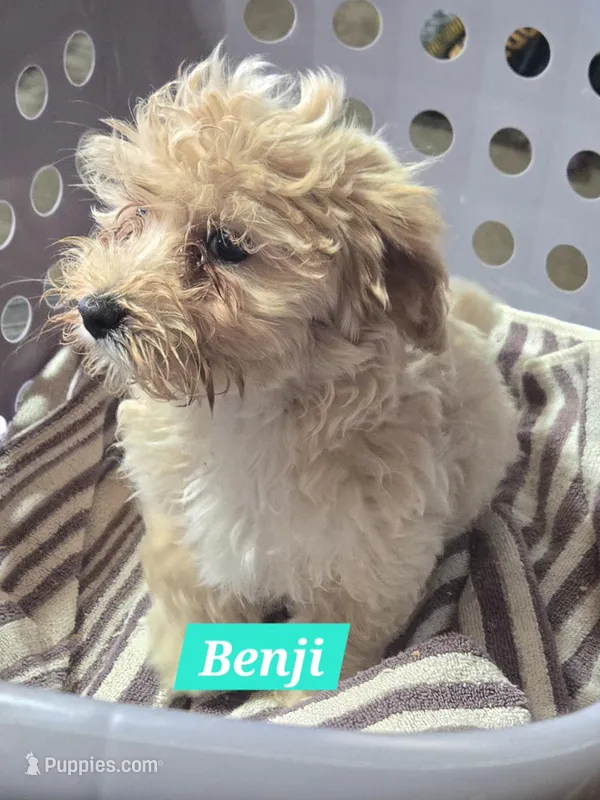 Benji