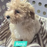 Benji, a male Maltipoo for sale in New Haven, IN – Photo 2 of 3