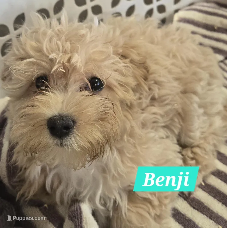 Benji