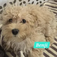Benji, a male Maltipoo for sale in New Haven, IN – Photo 1 of 3
