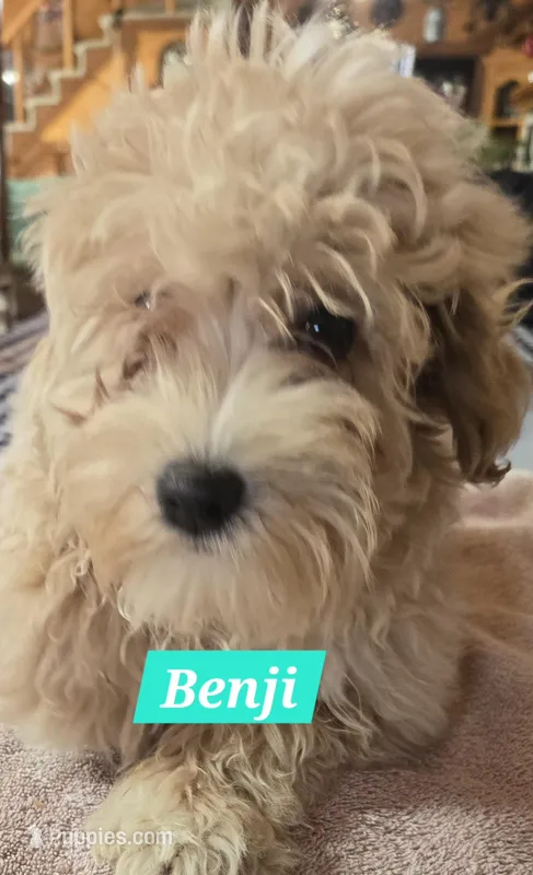 Benji – Maltipoo puppy for sale in New Haven, IN