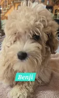 Benji, a male Maltipoo for sale in New Haven, IN – Photo 1 of 4