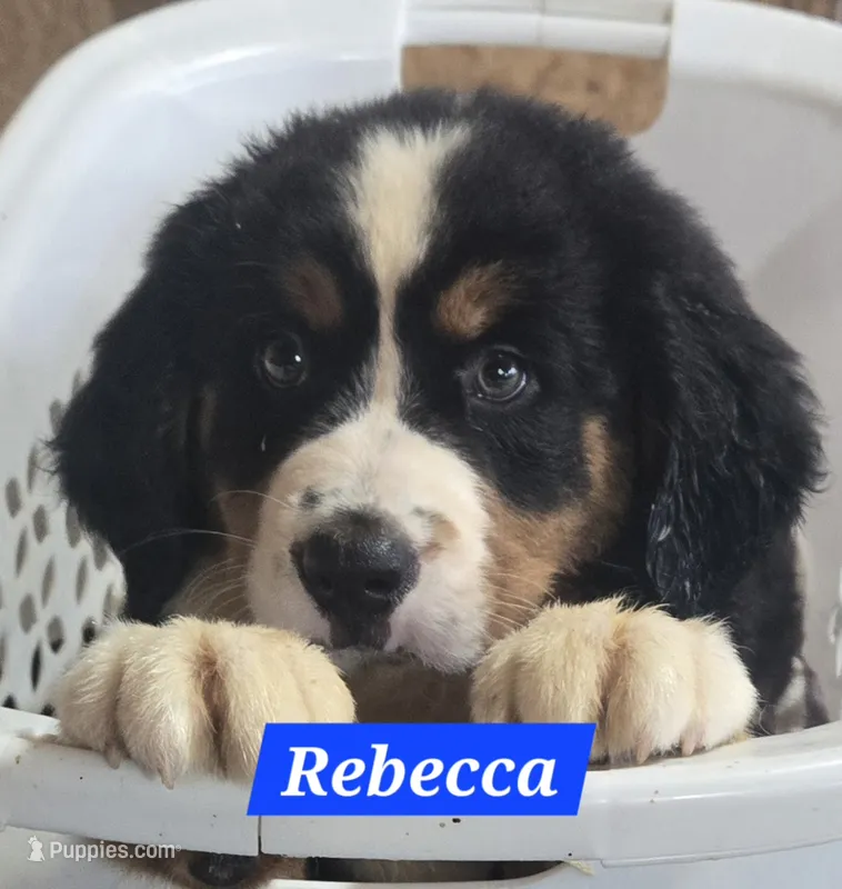 Rebecca – Bernese Mountain Dog puppy for sale in New Haven, IN