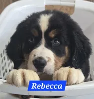 Rebecca, a female Bernese Mountain Dog for sale in New Haven, IN – 1 of 1