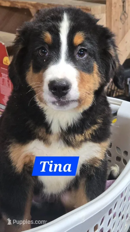 Tina – Bernese Mountain Dog puppy for sale in New Haven, IN