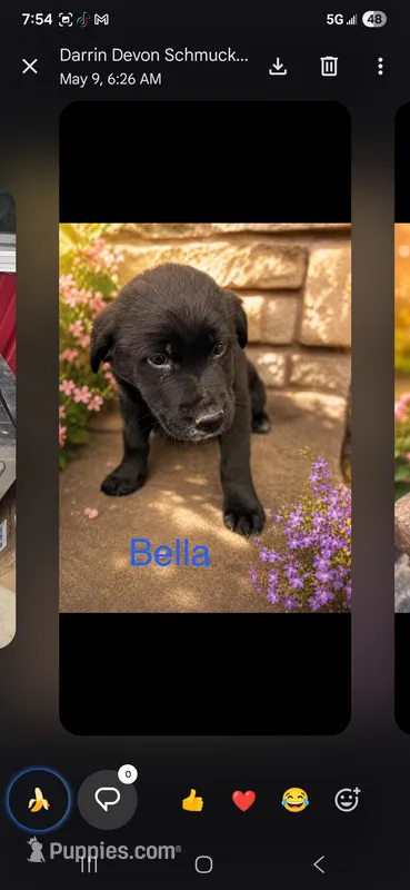 Bella – Golden Mountain Dog puppy for sale in New Haven, IN