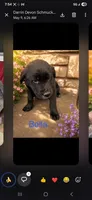 Bella, a female Golden Mountain Dog for sale in New Haven, IN – 1 of 1