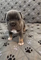 Chrome, a male French Bulldog and American Bully for sale in Houston, TX – 8 of 8