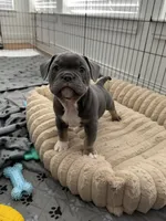 Chrome, a male French Bulldog and American Bully for sale in Houston, TX – 3 of 8