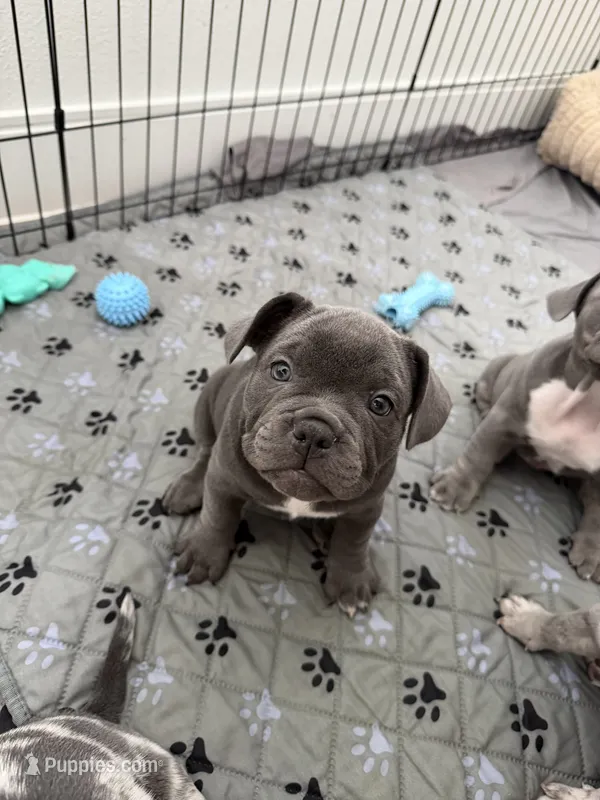 Onyx – French Bulldog, American Bully puppy for sale in Houston, TX