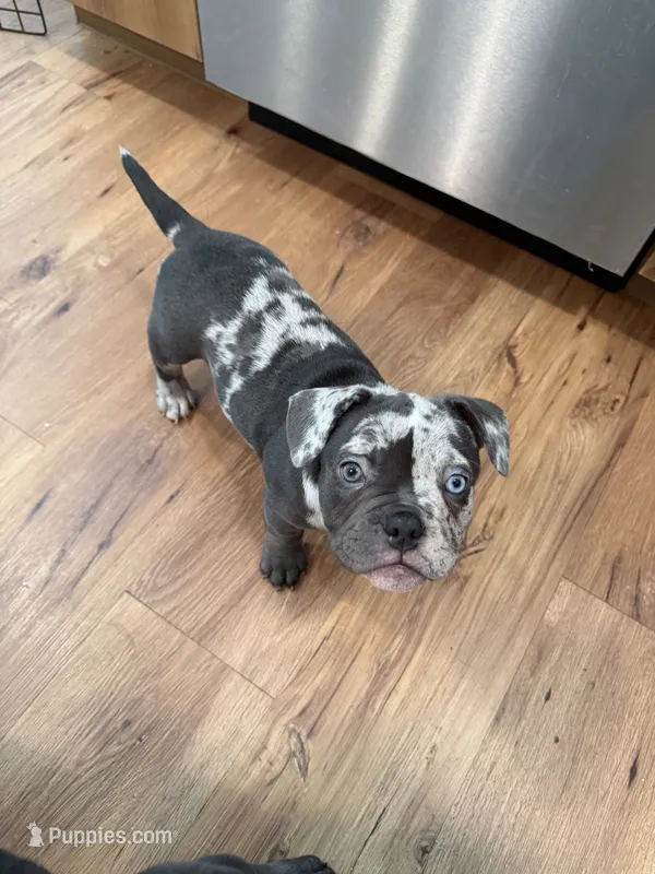 Denim – French Bulldog, American Bully puppy for sale in Houston, TX