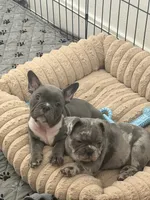 Arlo, a male French Bulldog and American Bully for sale in Houston, TX – 2 of 5