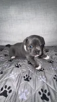Draco, a male French Bulldog and American Bully for sale in Houston, TX – 4 of 5