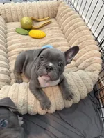 Arlo, a male French Bulldog and American Bully for sale in Houston, TX – 1 of 5