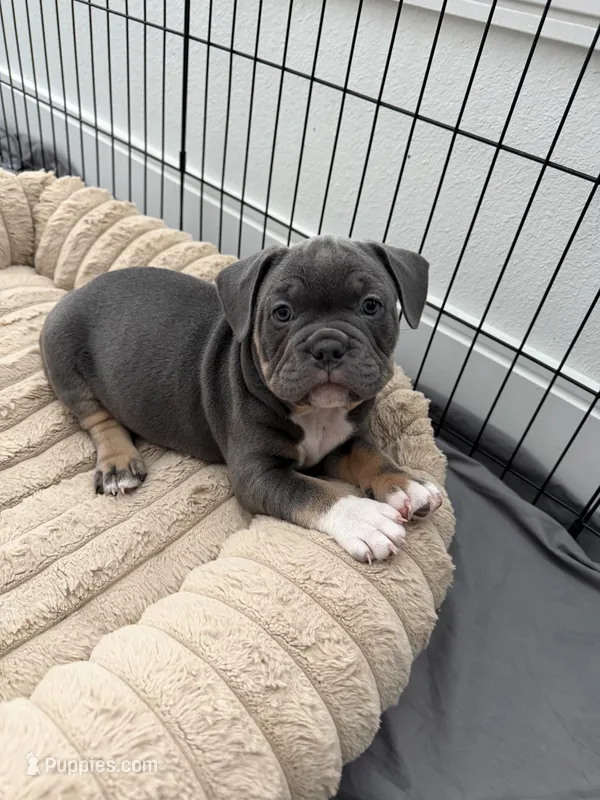 Chrome – French Bulldog, American Bully puppy for sale in Houston, TX