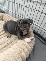 Chrome, a male French Bulldog and American Bully for sale in Houston, TX – 1 of 8