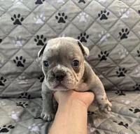 Reign, a female French Bulldog and American Bully for sale in Houston, TX – 6 of 7