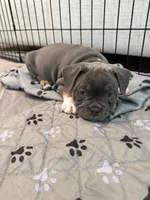 Chrome, a male French Bulldog and American Bully for sale in Houston, TX – 4 of 8