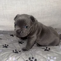 Onyx, a female French Bulldog and American Bully for sale in Houston, TX – 4 of 7