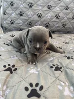 Arlo, a male French Bulldog and American Bully for sale in Houston, TX – 3 of 5