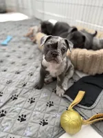 Denim, a female French Bulldog and American Bully for sale in Houston, TX – 2 of 5