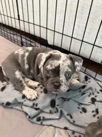 Denim, a female French Bulldog and American Bully for sale in Houston, TX – 2 of 4