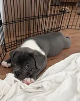 Draco, a male French Bulldog and American Bully for sale in Houston, TX – 2 of 7