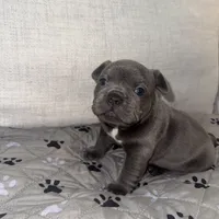 Onyx, a female French Bulldog and American Bully for sale in Houston, TX – 7 of 7