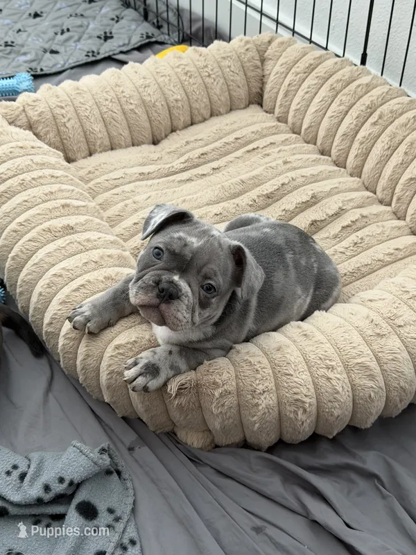 Reign – French Bulldog, American Bully puppy for sale in Houston, TX