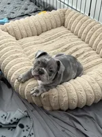 Reign, a female French Bulldog and American Bully for sale in Houston, TX – 1 of 7