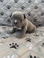Arlo, a male French Bulldog and American Bully for sale in Houston, TX – 5 of 5