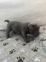 Onyx, a female French Bulldog and American Bully for sale in Houston, TX – 6 of 7