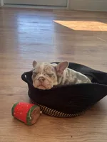 Nala, a female French Bulldog and American Bully for sale in Houston, TX – 4 of 6