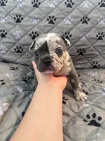 Denim, a female French Bulldog and American Bully for sale in Houston, TX – 4 of 4