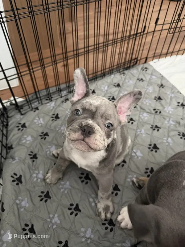Reign – French Bulldog, American Bully puppy for sale in Houston, TX