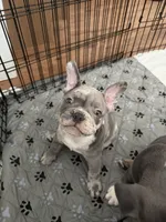Reign, a female French Bulldog and American Bully for sale in Houston, TX – 1 of 8